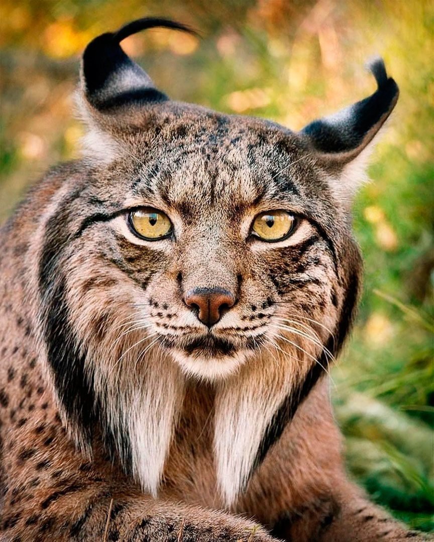 Пиренейская Рысь