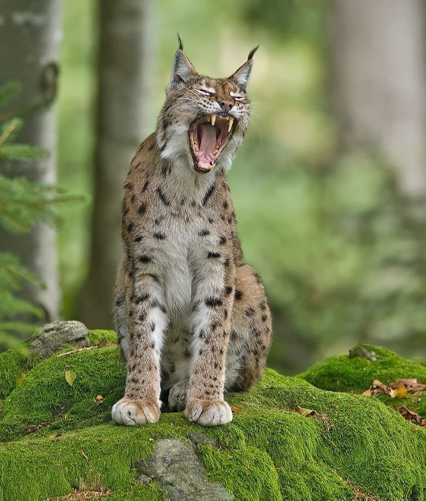 Сервал и Бобкэт