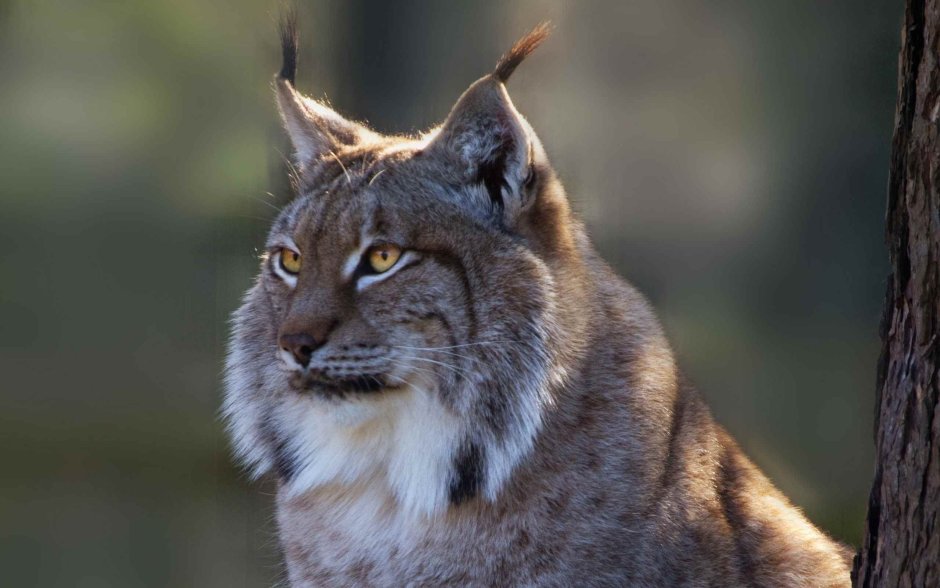 Самая красивая Рысь