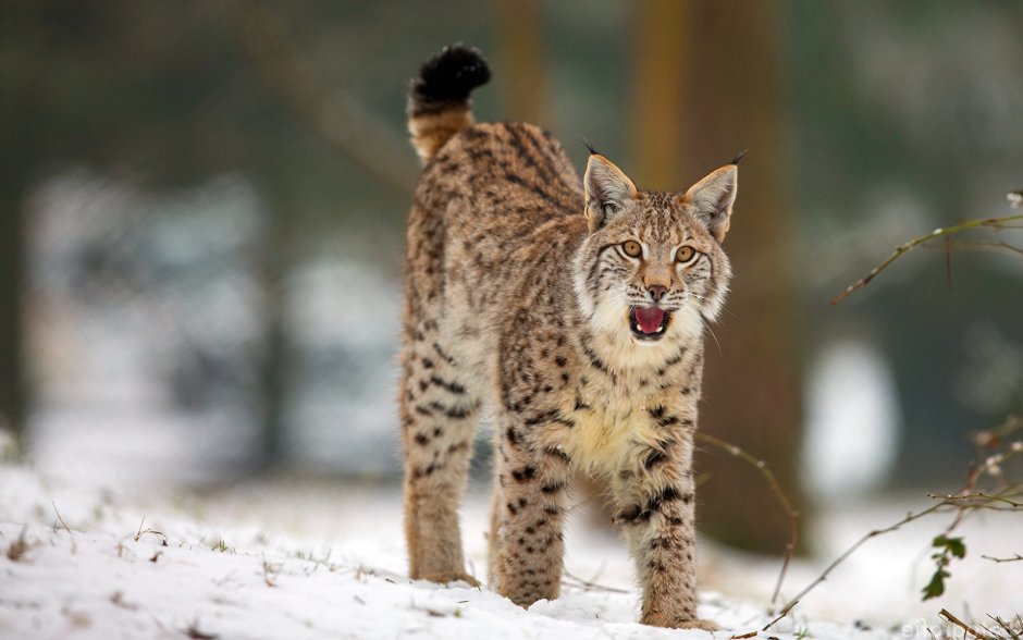 Обыкновенная Рысь Lynx Lynx