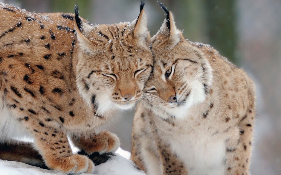 Пятнистая Рысь