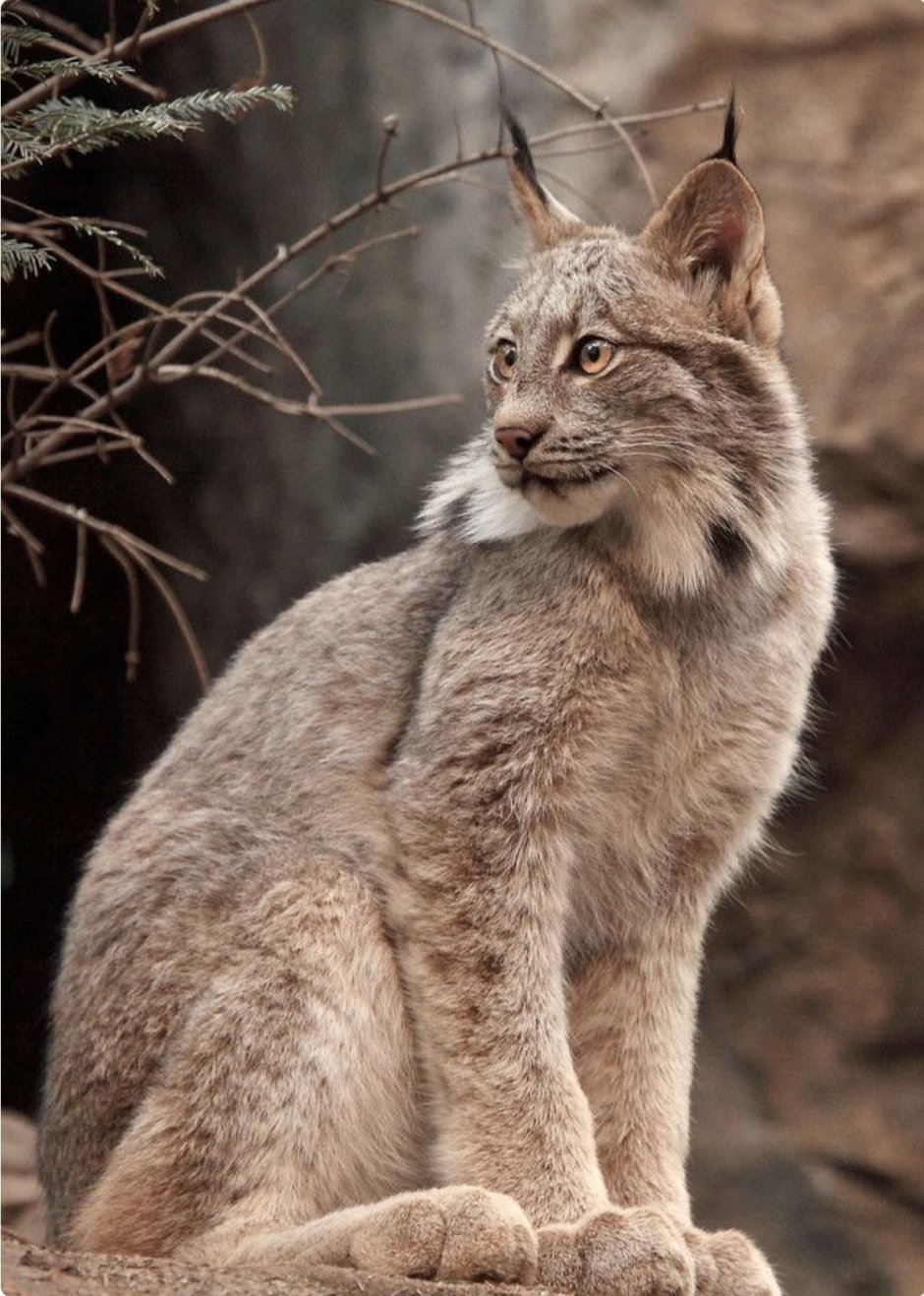 Канадская Рысь