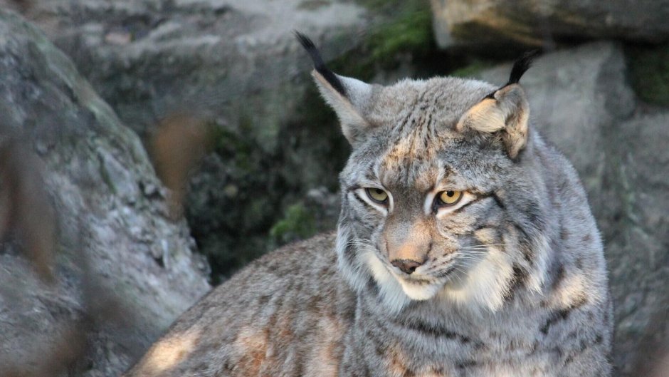 Восточносибирская Рысь