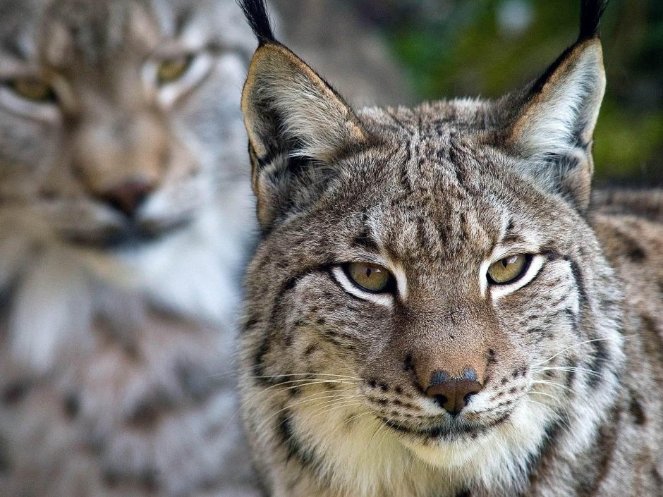 Пиренейская Рысь (Lynx pardinus)