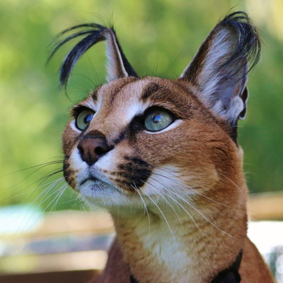 Рысь каракал