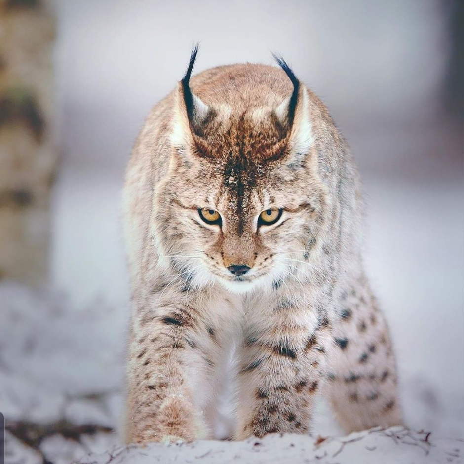 Рысь Сибирская Евроазиатская