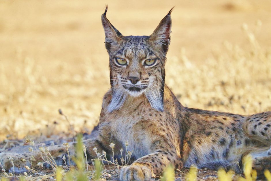 Iberian Lynx