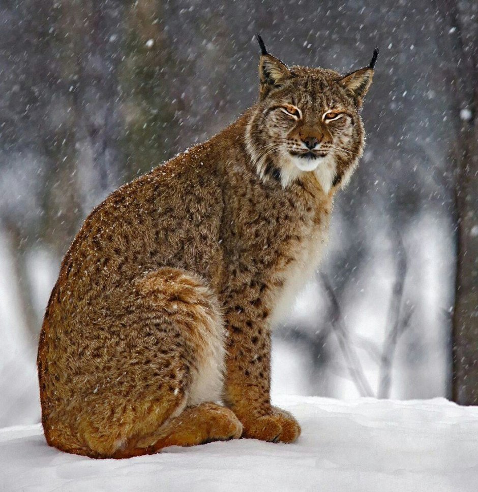 Рыжая Рысь Бобкэт