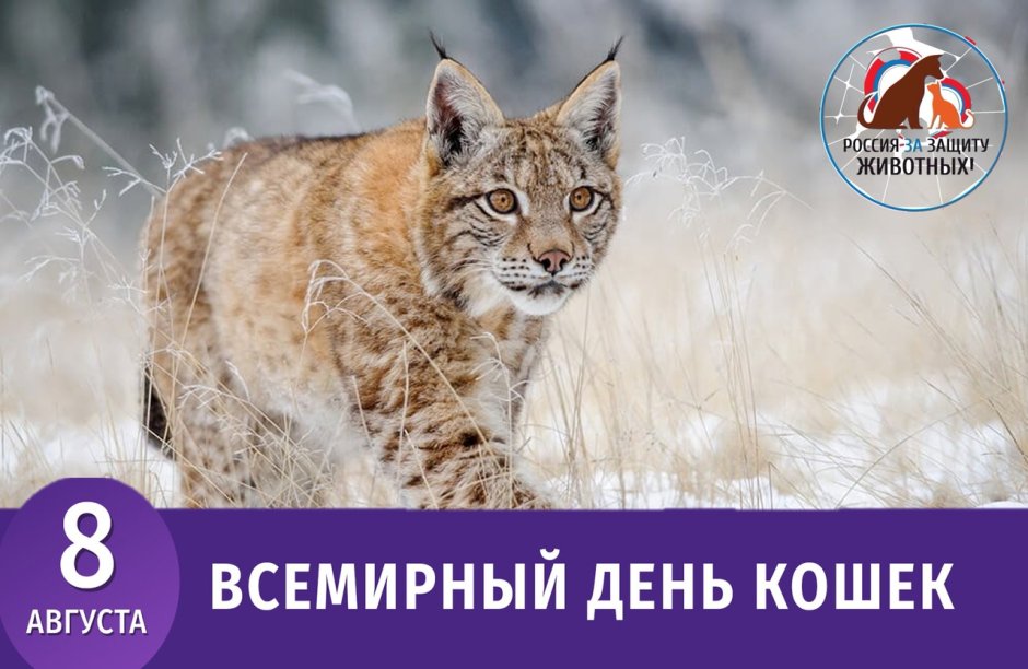 Рысь и Росомаха