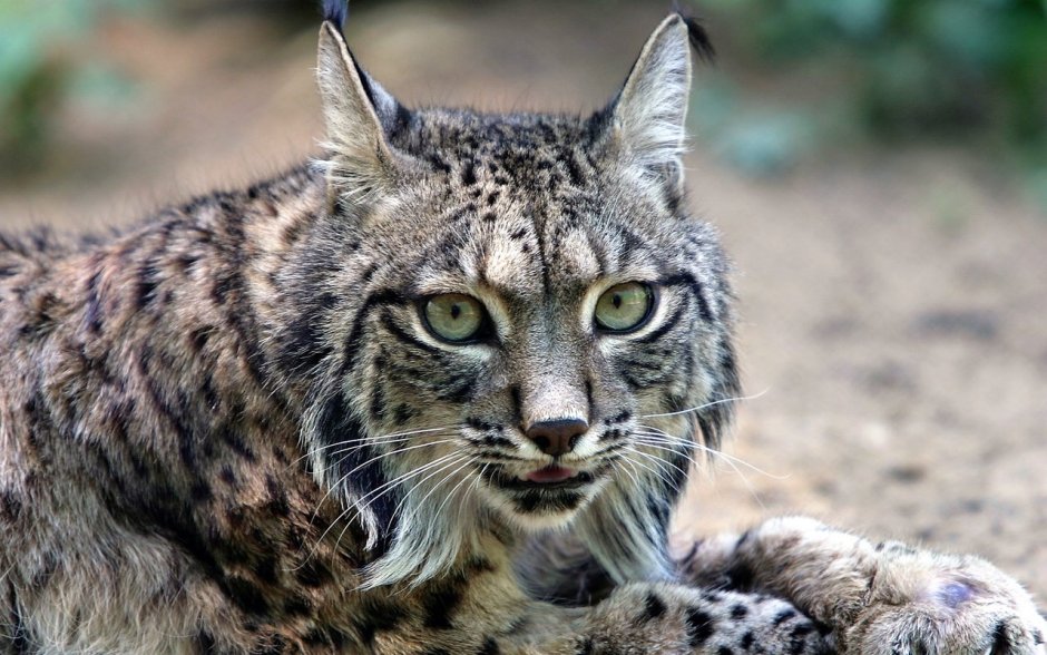 Иберийская (испанская) Рысь