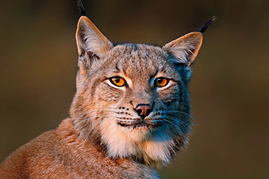 Интересное о рыси