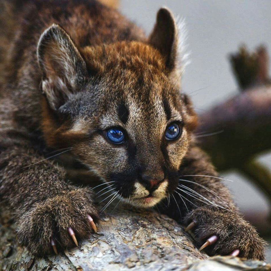 Пума детеныш