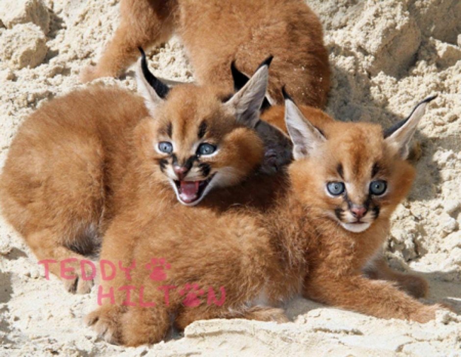 Котята породы каракал