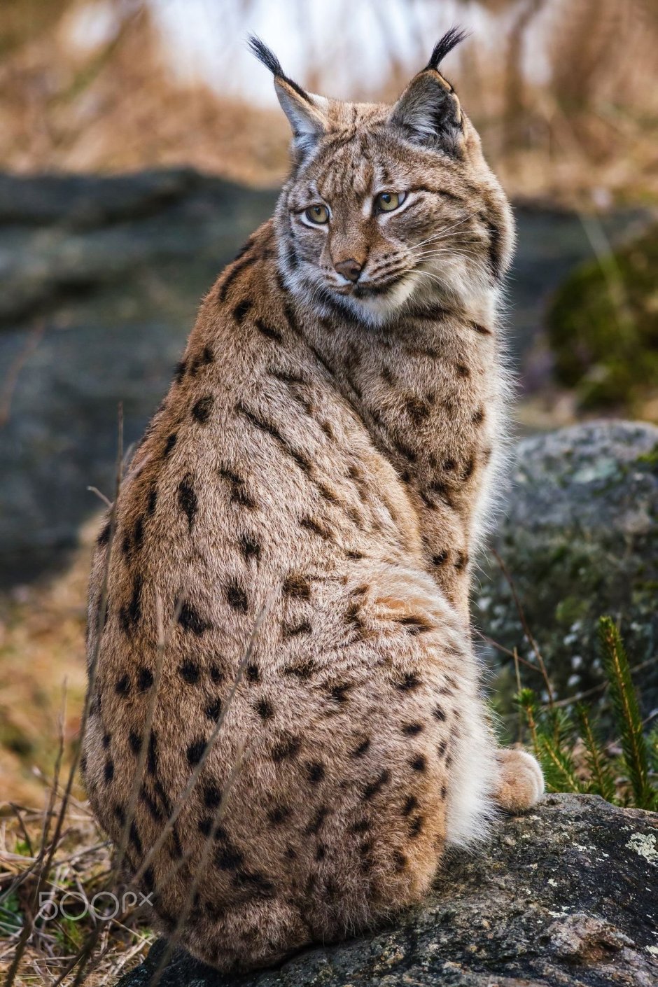 Туркестанская Рысь