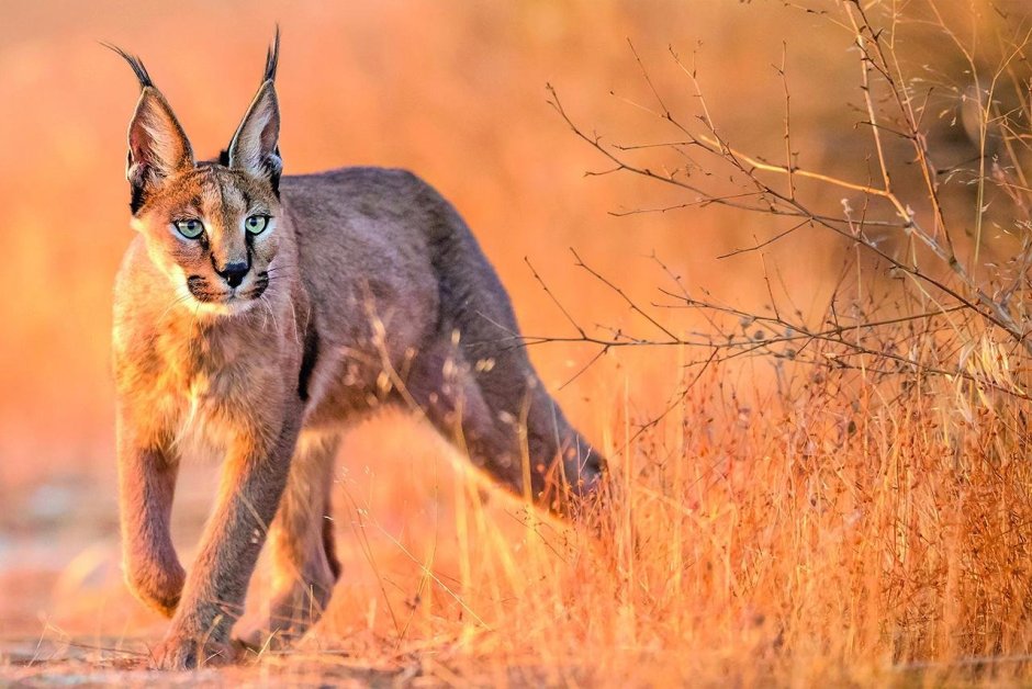 Степная Рысь каракал