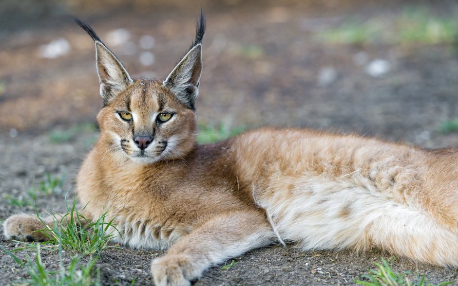 Дикая кошка каракал