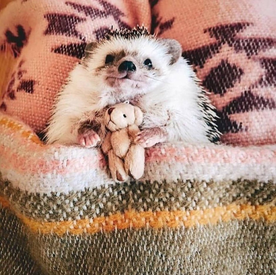 Мимими животные