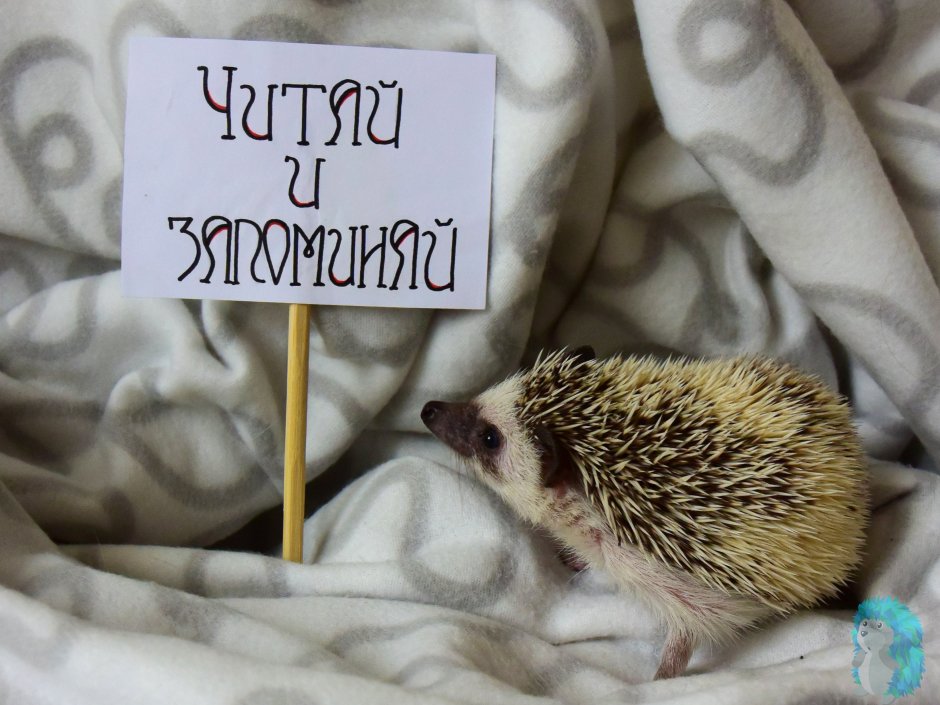 Еж программист