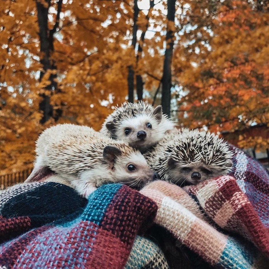 Ежик осень