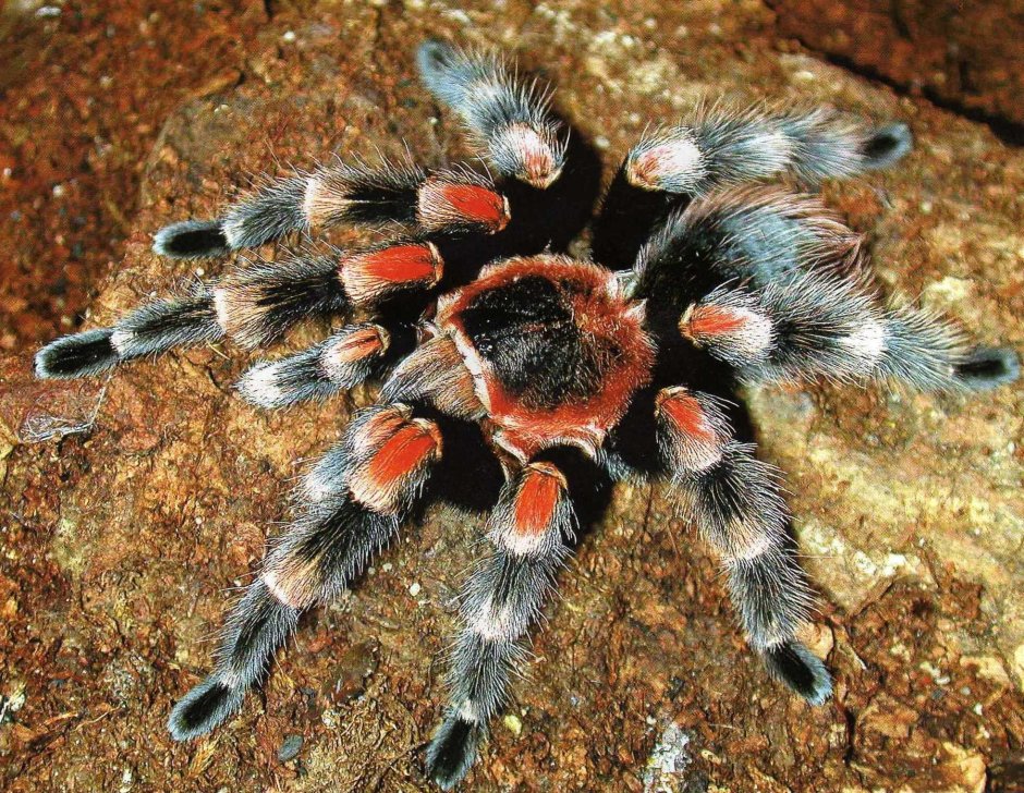 Паук Avicularia versicolor