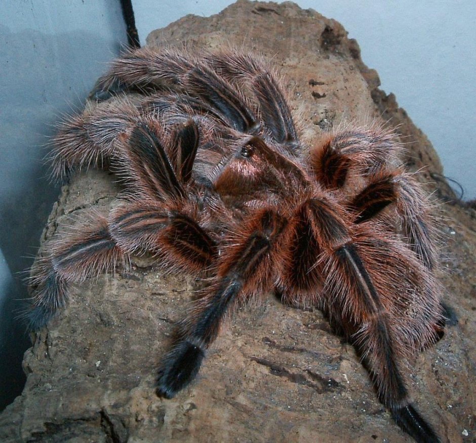 Паук птицеед Grammostola rosea