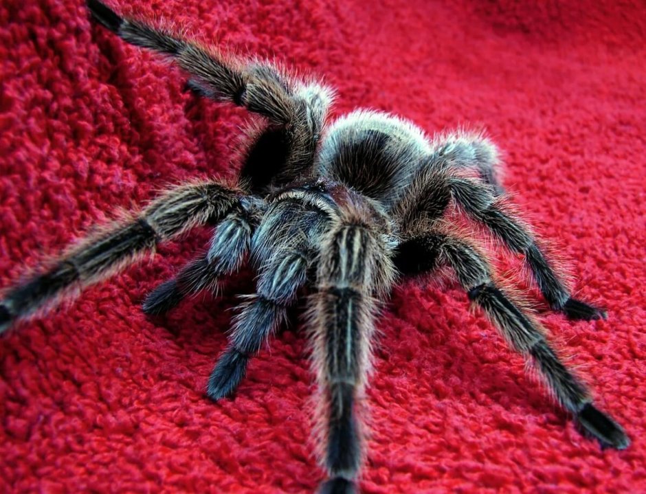 Паук Brachypelma boehmei