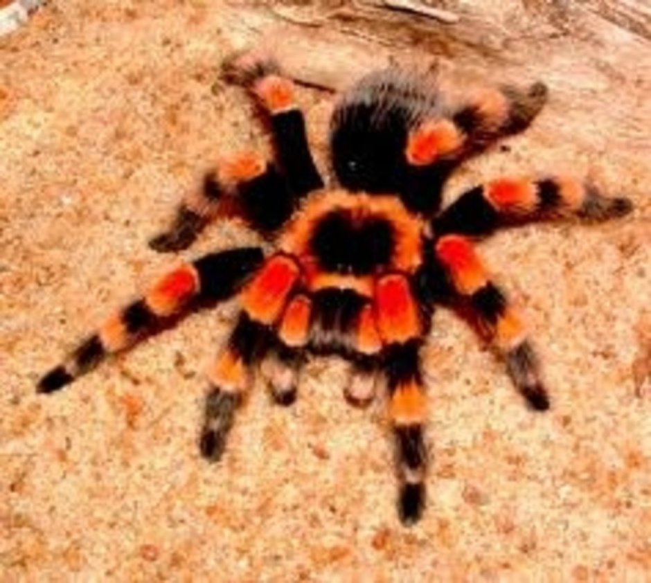 Паук птицеед Poecilotheria Metallica