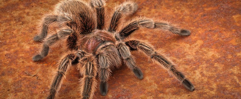 Паук Pamphobeteus platyomma
