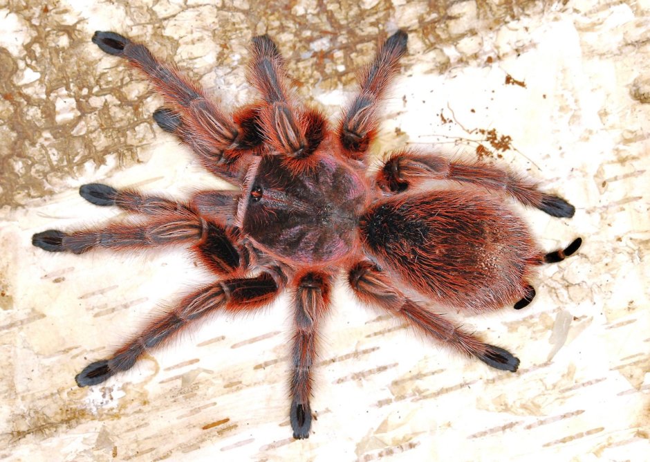 Grammostola rosea Red