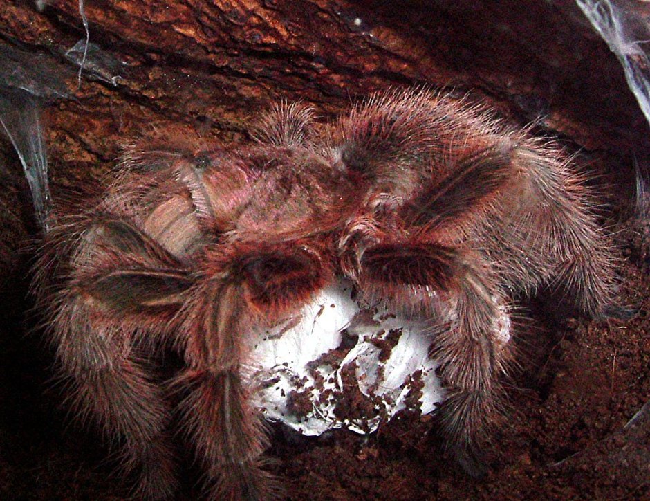 Паук Brachypelma smithi голод