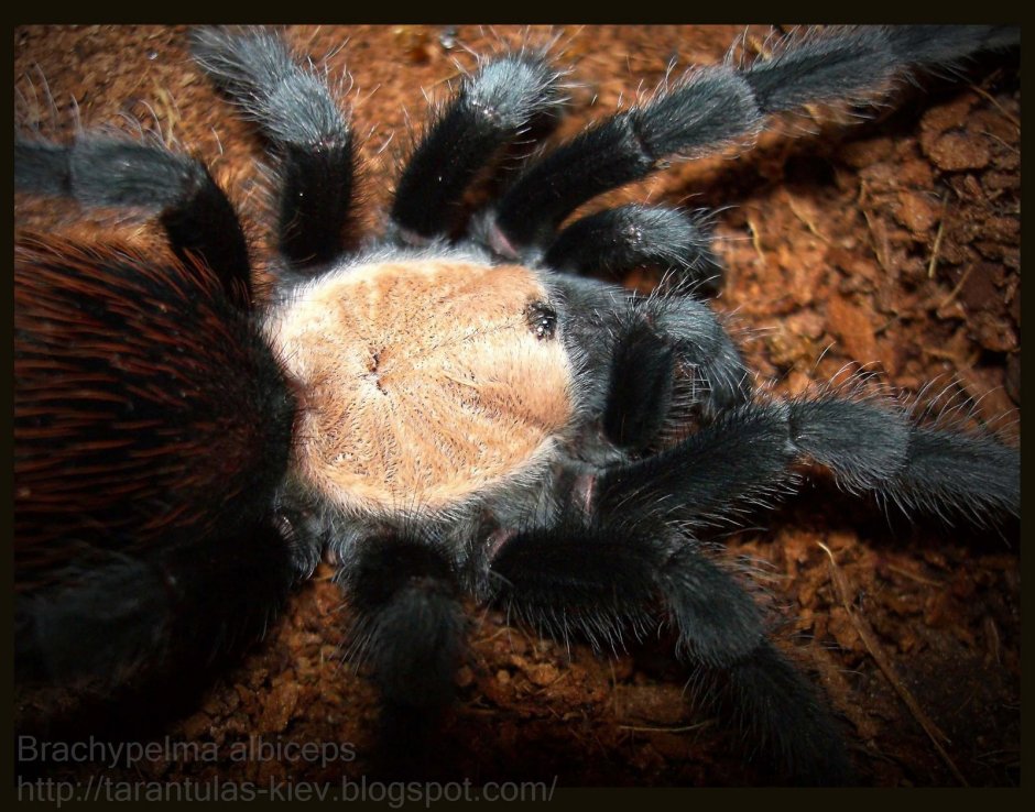 Паук птицеед Grammostola rosea