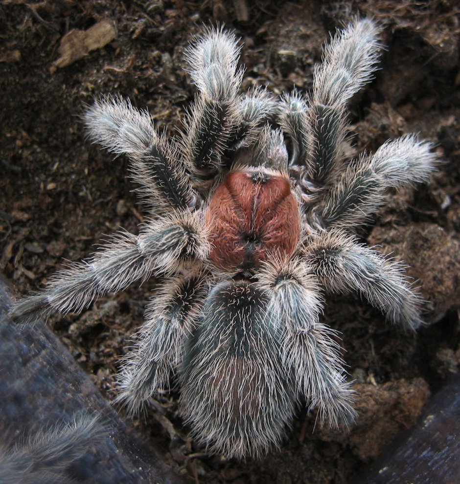 Синий птицеед Poecilotheria Metallica