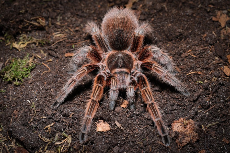 Паук птицеед Poecilotheria Metallica