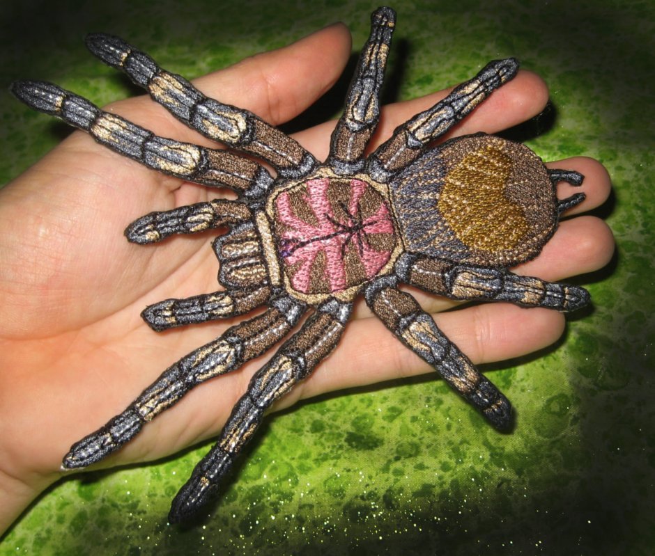 Паук Grammostola pulchra