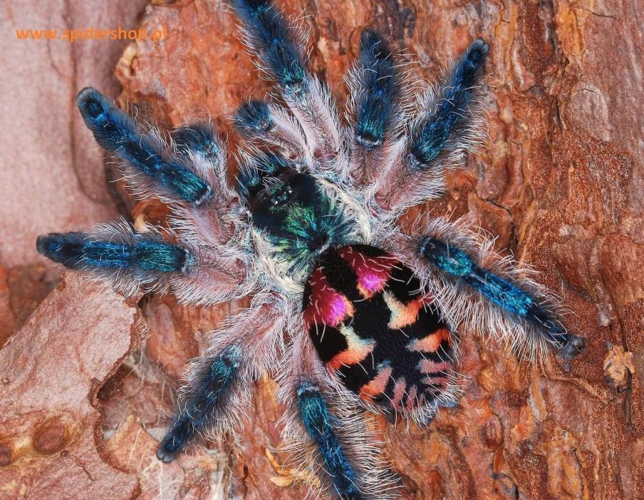 Тарантул Lycosa Narbonensis