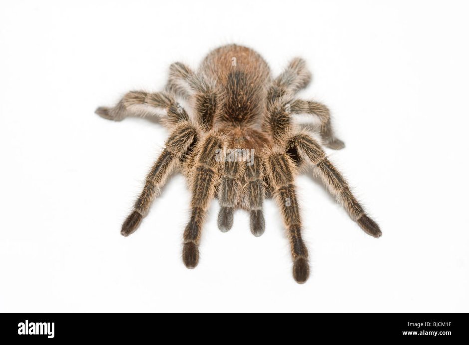 Паук Avicularia versicolor