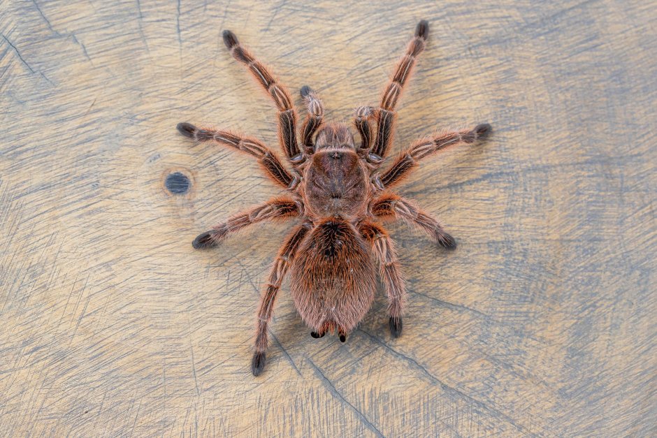 Avicularia versicolor (Авикулярия версиколор)