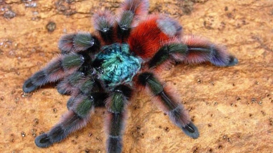 Паук Grammostola pulchra