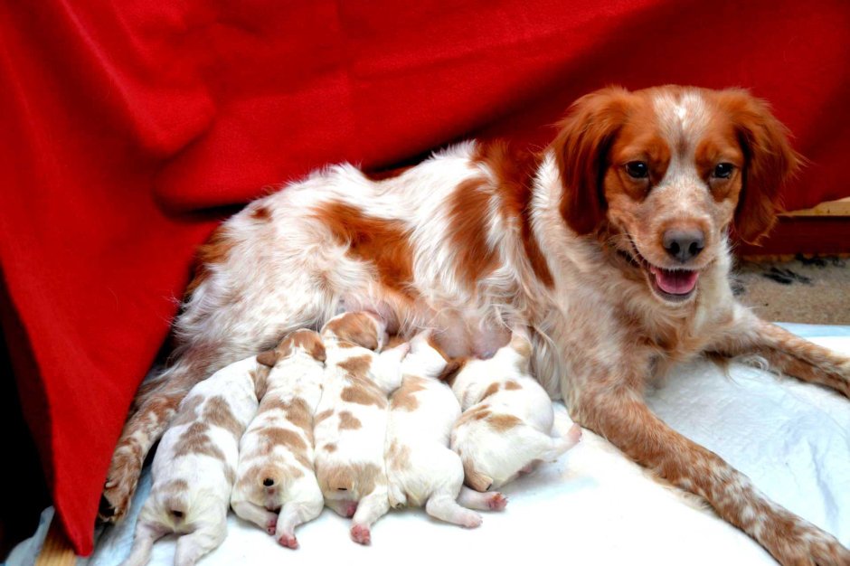 Brittany Spaniel