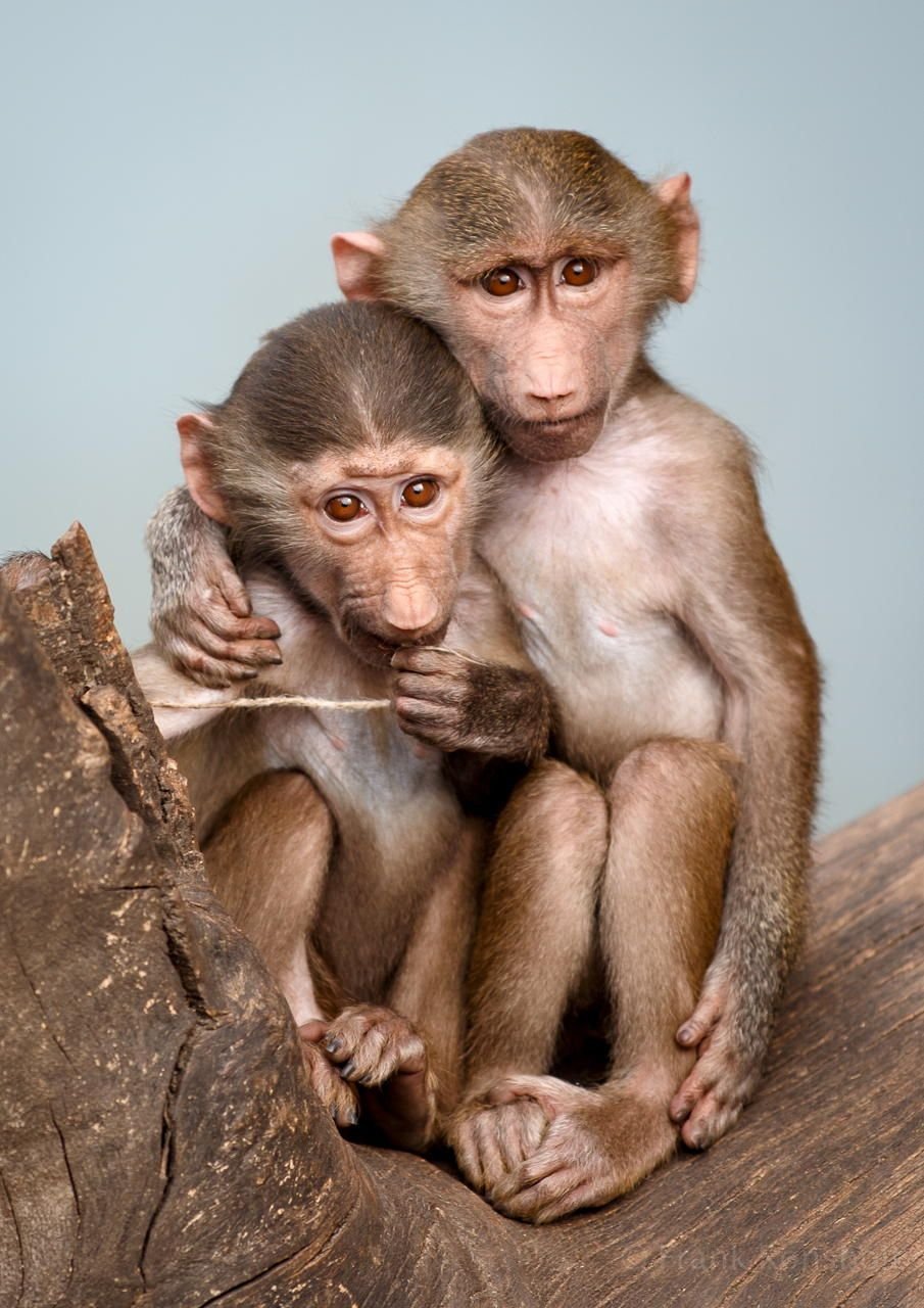 Обезьянки обнимаются