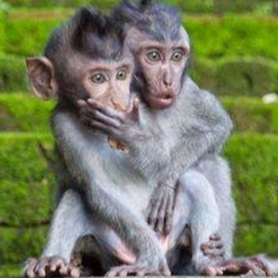 Удивленные обезьяны