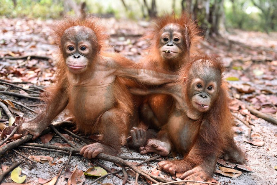 Детеныш орангутанга