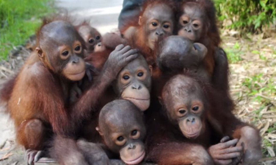 Стая орангутангов