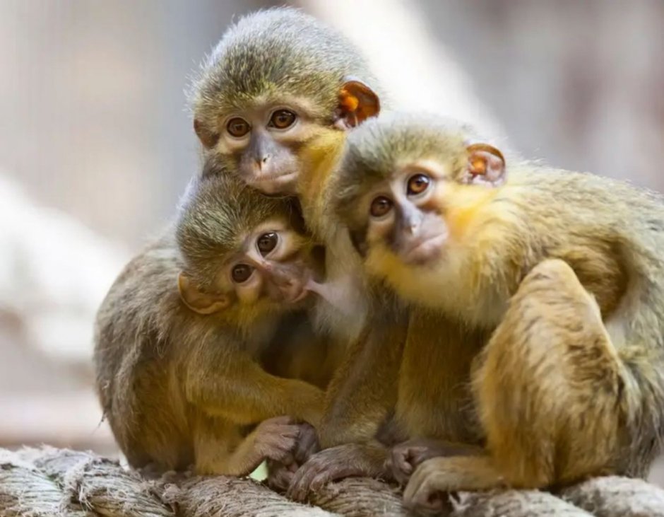 Габонская мартышка