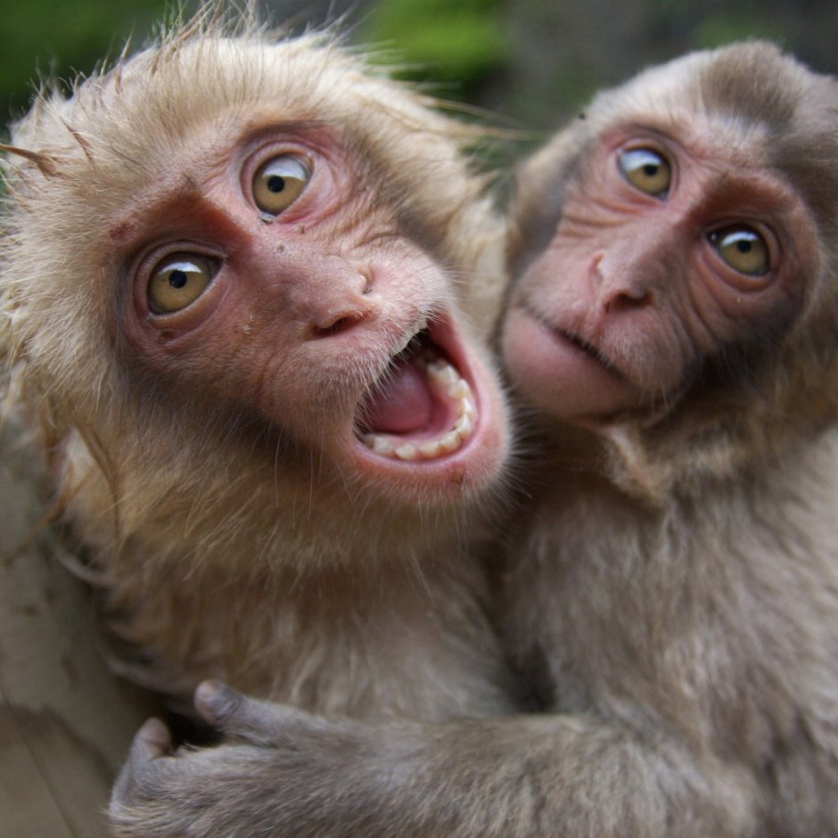 Обезьяна с языком