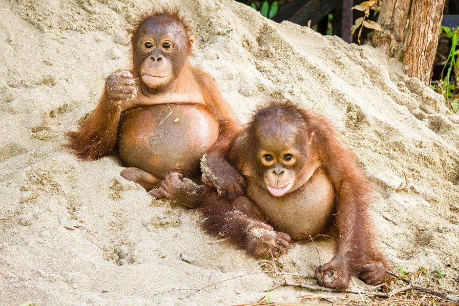 Обезьяна на отдыхе