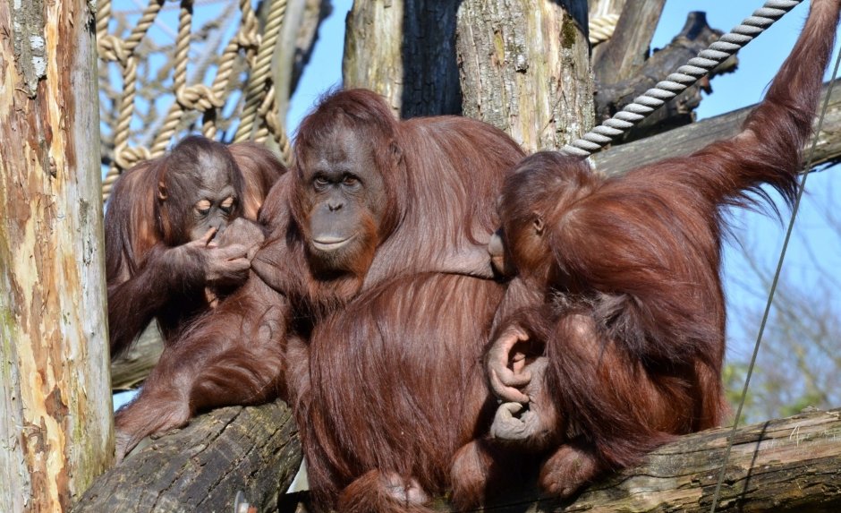 Орангутанг Валера