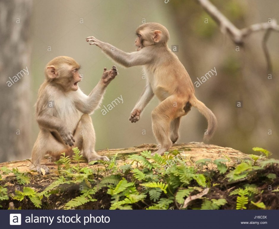 Обезьяны вместе