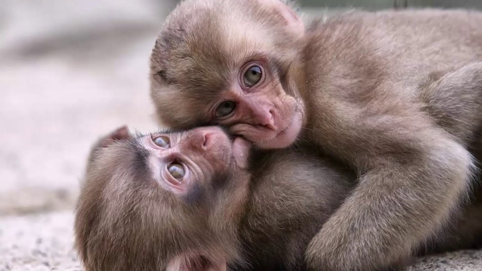 Обезьяны обнимаются
