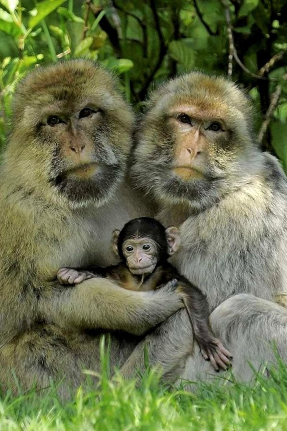 Три обезьянки семья